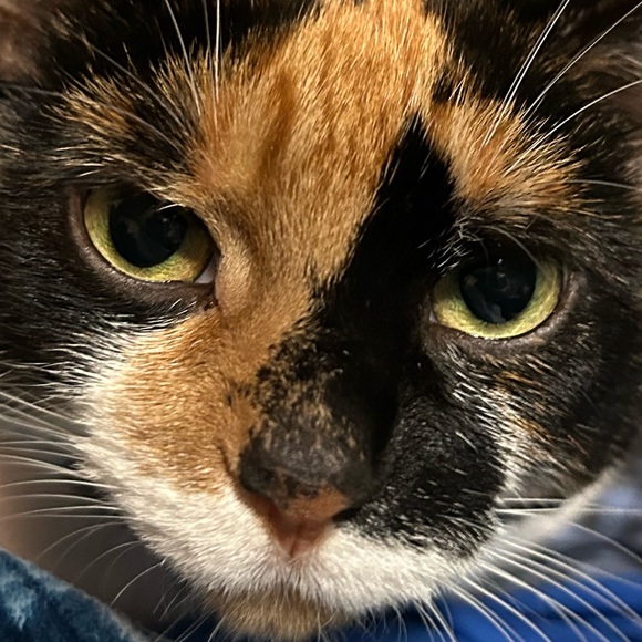 Meet your Posher, Nolan - Picture 1 of 1